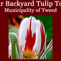 Backyard Tulip Tour